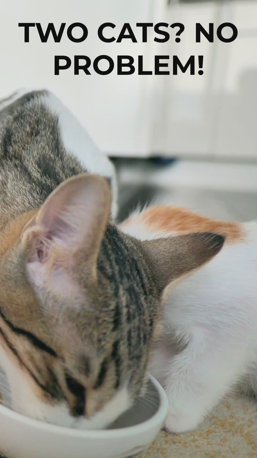 Comedero automático inteligente para gatos