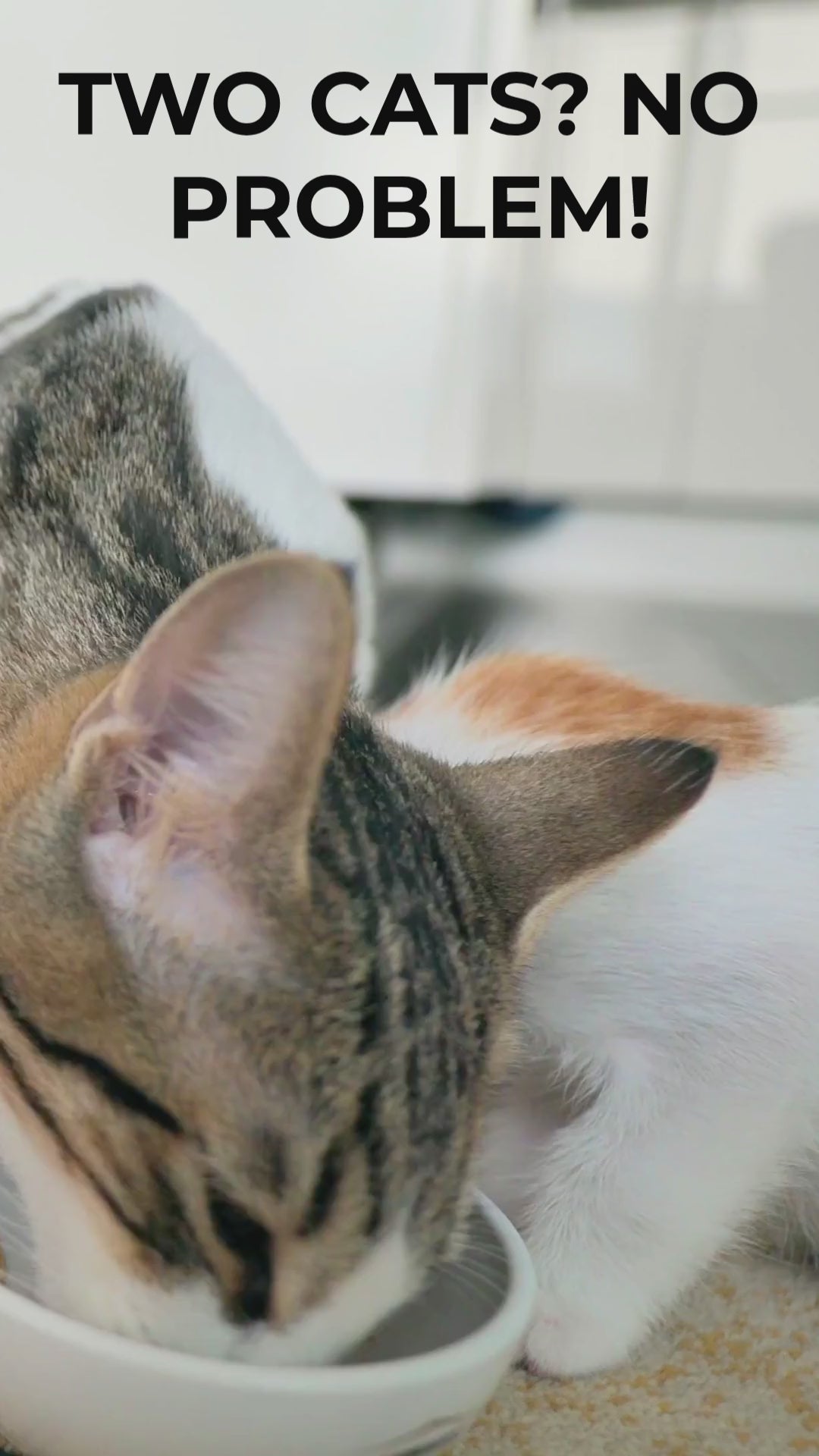 Comedero automático inteligente para gatos