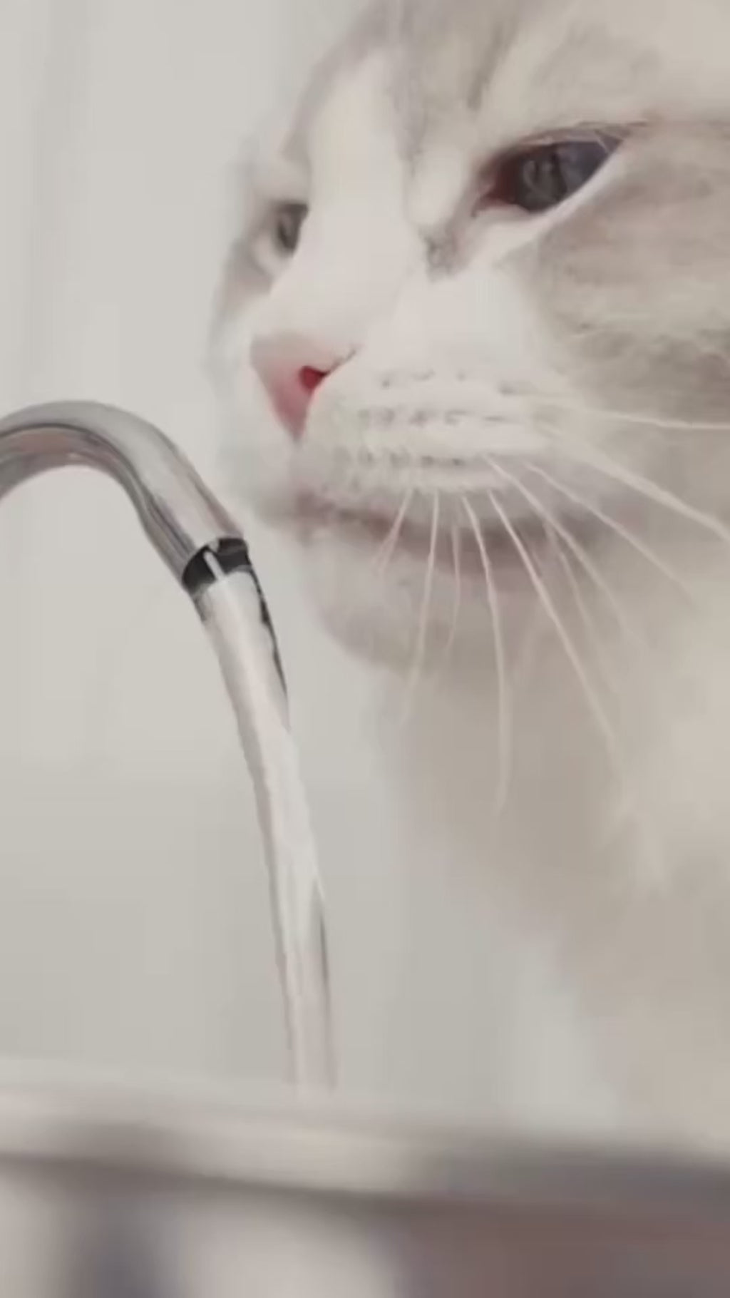 Bebedero de agua inteligente para gatos